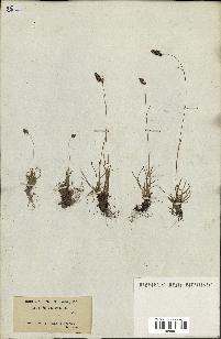 spécimen de Luzula spicata