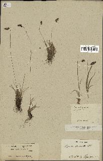 spécimen de Luzula spicata