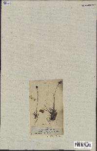 spécimen de Luzula spicata