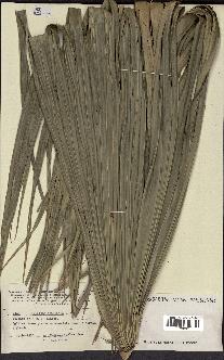 spécimen de Livistona chinensis