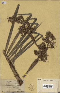 spécimen de Calamus siphonospathus