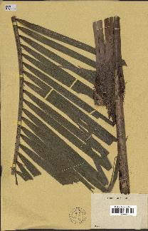 spécimen de Calamus siphonospathus