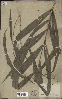 spécimen de Calamus sp.