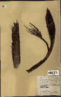 spécimen de Bactris sp.