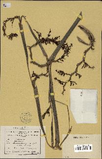 spécimen de Calamus sp.