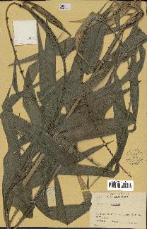 spécimen de Calamus sp.