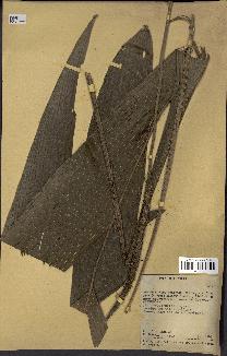 spécimen de indet.