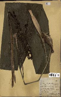 spécimen de Chamaedorea sp.
