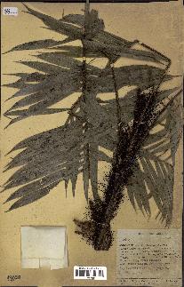 spécimen de Bactris sp.