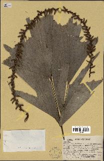 spécimen de Caryota sp.