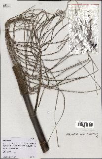 spécimen de Wendlandiella sp.