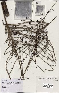 spécimen de Wendlandiella sp.