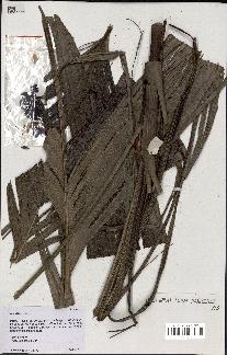 spécimen de Wendlandiella sp.