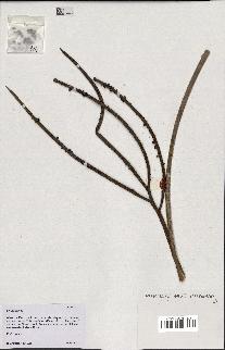 spécimen de Calyptrogyne sp.