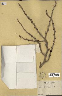 spécimen de Veitchia sp.