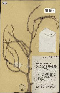 spécimen de Veitchia sp.