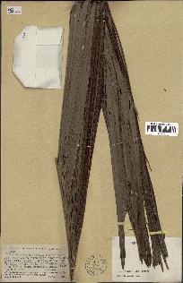 spécimen de Heterospathe sp.