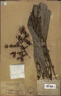 spécimen de Daemonorops sp.
