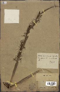 spécimen de Calamus sp.