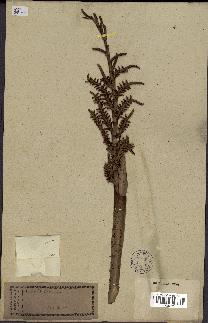 spécimen de Calamus sp.