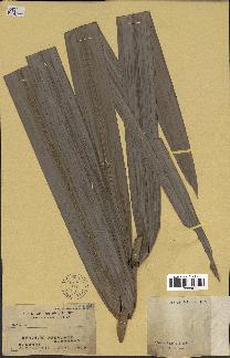 spécimen de Calamus sp.