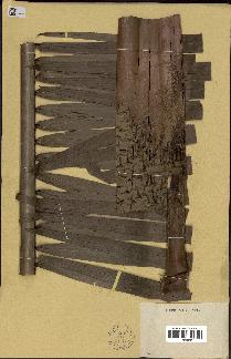 spécimen de Calamus sp.