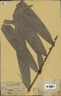 spécimen de Calamus sp.