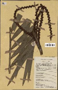 spécimen de Laccosperma sp.