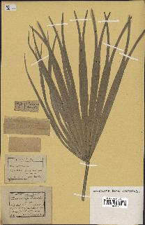 spécimen de Chamaerops humilis
