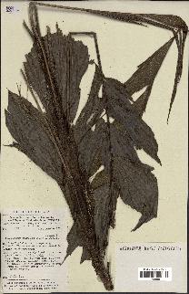 spécimen de Podococcus barteri