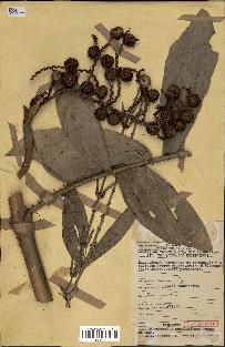 spécimen de Eremospatha wendlandiana