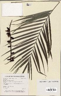 spécimen de Dypsis lutescens