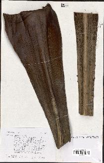 spécimen de Pritchardia sp.