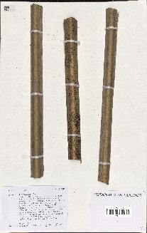 spécimen de Pritchardia sp.