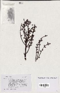 spécimen de Pritchardia sp.