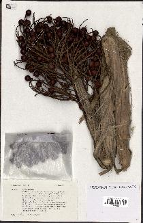 spécimen de Pritchardia sp.