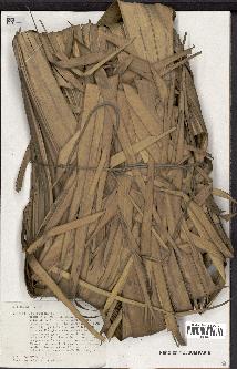 spécimen de Pritchardia sp.