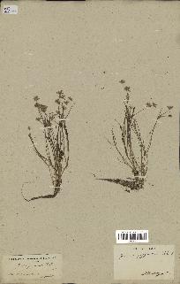 spécimen de Juncus pygmaeus