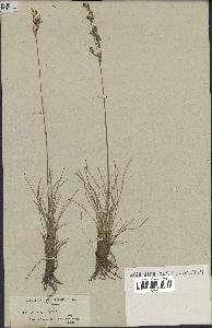 spécimen de Juncus squarrosus