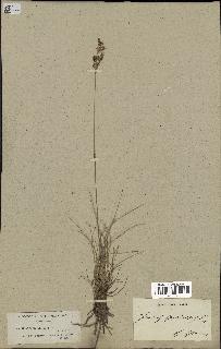 spécimen de Juncus squarrosus