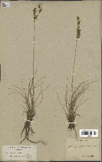spécimen de Juncus squarrosus