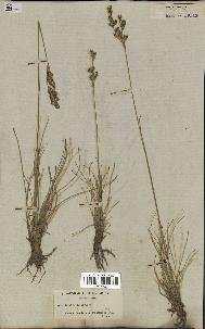 spécimen de Juncus squarrosus
