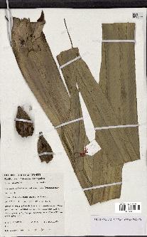 spécimen de Pandanus tectorius