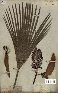 spécimen de Chamaerops humilis