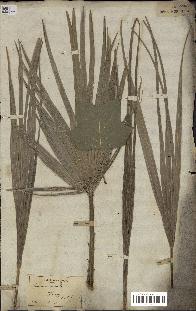 spécimen de Chamaerops humilis