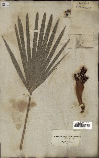 spécimen de Chamaerops humilis