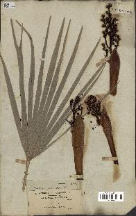 spécimen de Chamaerops humilis
