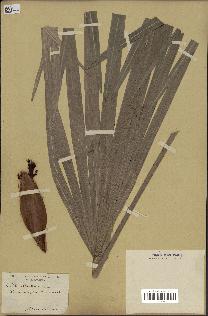 spécimen de Chamaerops humilis
