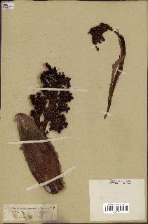 spécimen de Chamaerops humilis