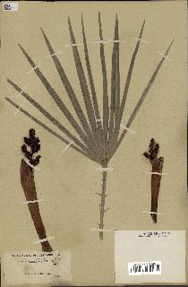 spécimen de Chamaerops humilis